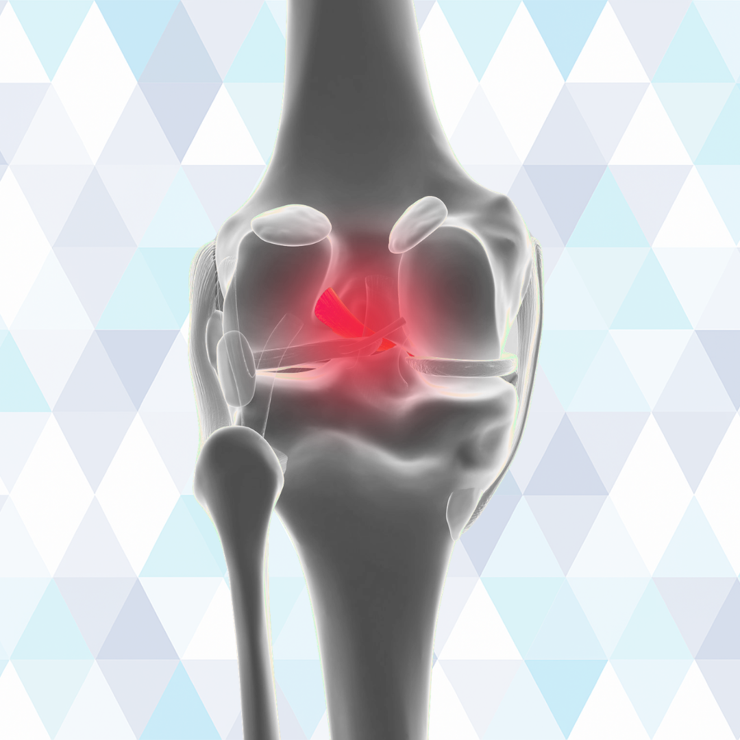 anterior cruciate ligament knee anatomy diagram