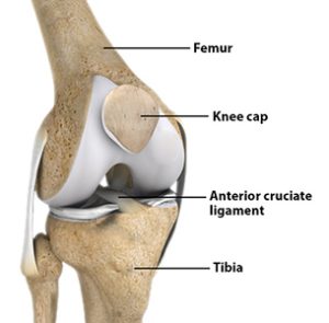 anterior cruciate ligament knee anatomy diagram
