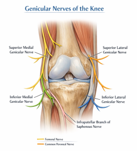 genicular nerves of the knee