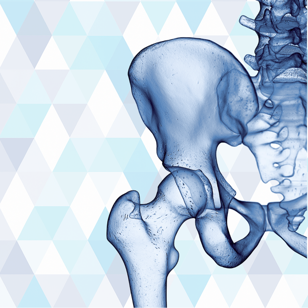 Anatomical illustration of the SPAIRE muscle-sparing posterior approach to total hip replacement showing preserved piriformis and obturator internus tendons